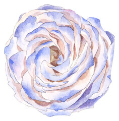 Obraz premium Watercolor Blue Rose Flower Illustration