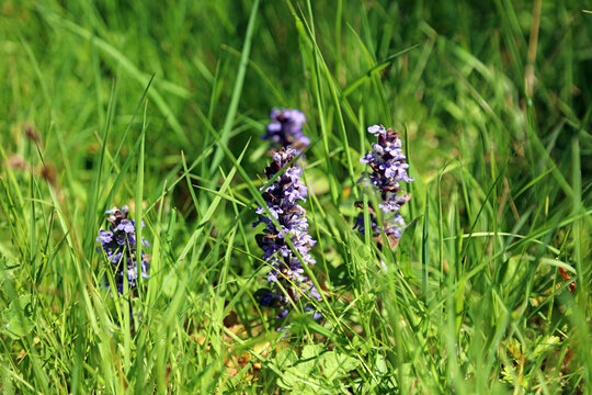 Cluster of Bugle plants, Derbyshire England
