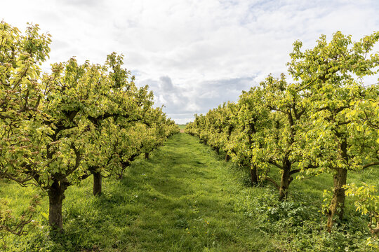 Verger dans les Flandres fran&ccedil;aises