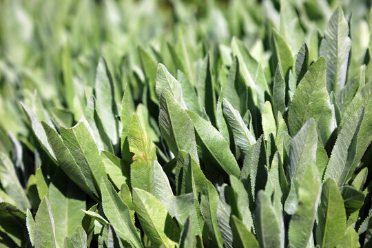 Macro image of Costmary foliage, Derbyshire England
