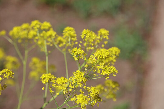 Macro image of Woad flowers, Derbyshire England
