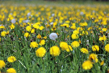 Single Dandelion Clock amongst a field of yellow Dandelion blooms, Derbyshire England  © Judith