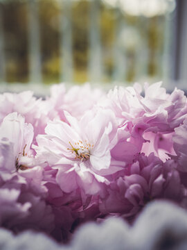 Fleurs roses
