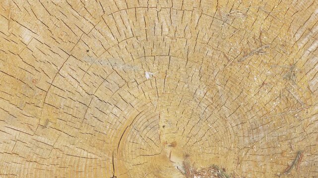 Natural Wood Grain Texture Background Tree Trunk Cross Section With Annual Rings Organic Material Pattern For Design And Decor Surface Wooden