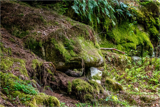 Waldnaab Steinbeisser