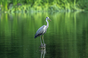 Obraz premium A grey heron standing alone in the center of an emerald green lake, with a delicate reflection and peaceful natural atmosphere.