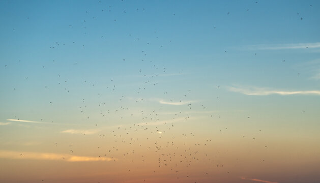 A massive swarm of small flying insects, resembling mosquitoes or midges, against the backdrop of the summer evening sky