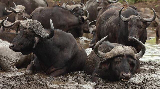 Large herd of African buffaloes relaxing in muddy water under intense savanna heat, using thick mud for cooling and protection from insects and parasites in untamed African wilderness landscape