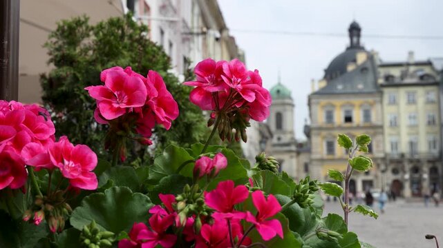 Close-up of pink geranium flowers blooming on a city street with blurred historical buildings in the background