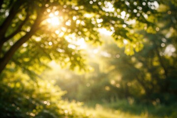 Fototapeta premium Out of focus green tree illuminated by sunlight producing soft bokeh background