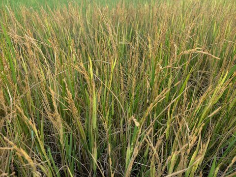 Rice is diseased and the yield is damaged.