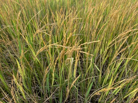Rice is diseased and the yield is damaged.