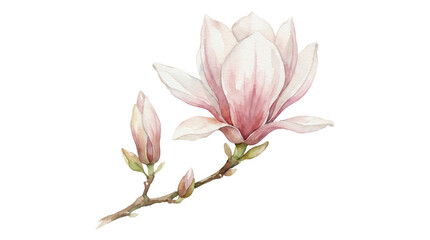 Pink Magnolia Flower on Branch with Buds, Isolated on Transparent Background, Watercolor Illustration © senmachine