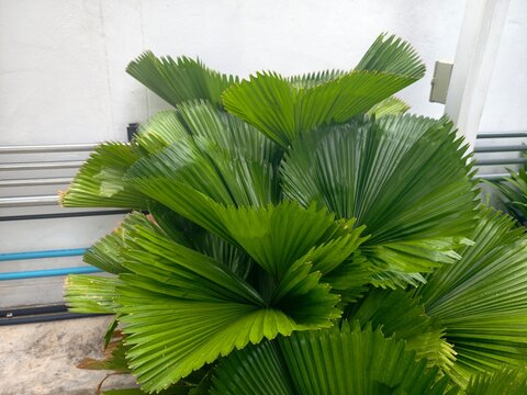 Licuala grandis tree in the garden.