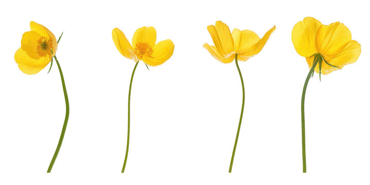 Set of four vibrant yellow buttercup flower stems isolated on png transparent background for design