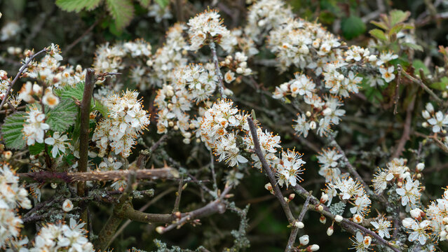 Blackthorn, Prunus spinosa, a common hedgerow shrub with dense clusters of small, five-petaled white flowers that bloom in early spring