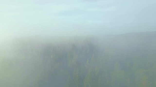 The aerial view captures a vast expanse of tranquil forest, where thick clouds gently cradle the treetops, creating an ethereal landscape.