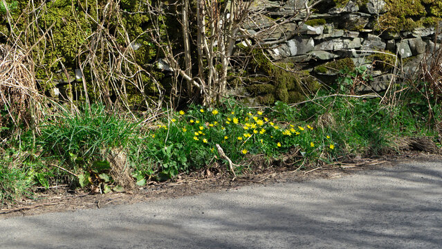 Lesser celandine, ficaria verna, a common, yellow, early spring wildflower, growing under the stone fence beside the road