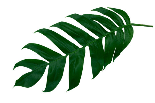 Monstera pinnatipartita (Siam Monstera) large green leaf that hollow veins and wet. On day of rainy season at garden. PNG file, white background, isolated, flat lay. Thailand.