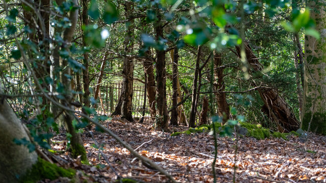 Mature woodland with established trees and an understorey, ground is covered in dry fallen leaves and moss