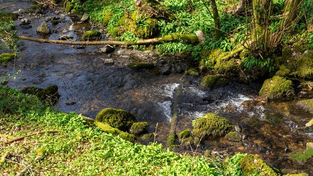 A small stream in a wooded, mountainous area, surrounded by moss-covered rocks and dense vegetation