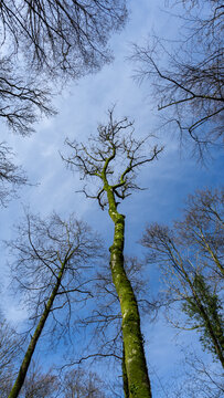 A tall tree in the forest covered in bright green moss, set against a blue sky