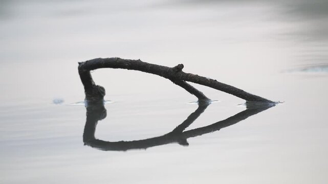 Minimalist Tree Branch with Perfect Reflection on Calm Water &ndash; 4K Static Shot