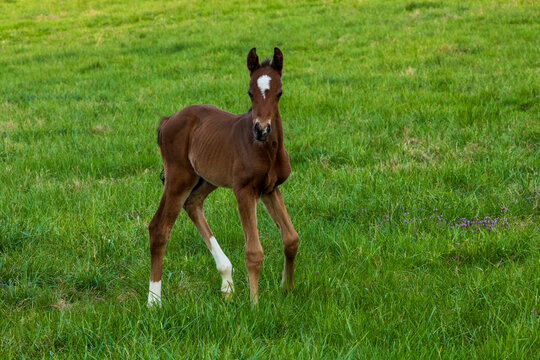 adorable foal in meadow