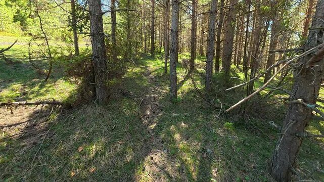 Dappled sunlight filters through tall pine trees. Mount Goc, Ljukten peak. Balkans, Serbia