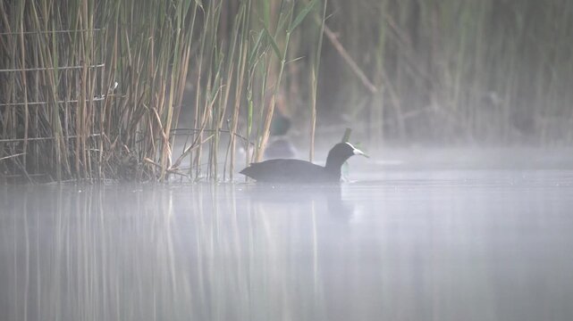 Eurasian Coot Pulling Reed Stalk in Heavy Morning Mist &ndash; 4K Slow Motion
