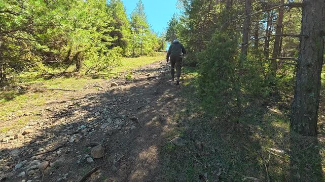 Forest trail winding through tall green pines. Mount Goc, Ljukten peak. Balkans, Serbia