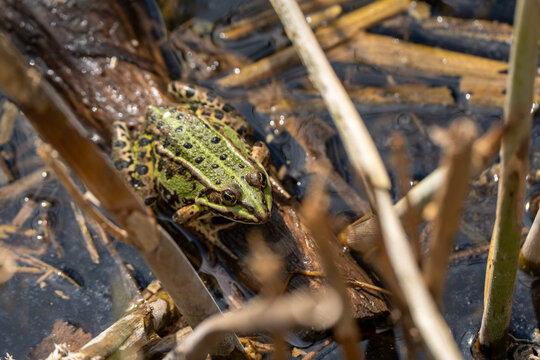 Frosch im Teich