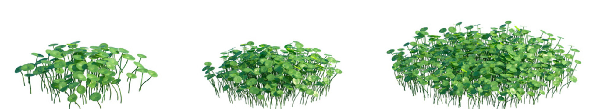 Set of Hydrocotyle vulgaris (the marsh pennywort, common pennywort, water naval, money plant, lucky plant) frontal isolated png on a transparent background perfectly cutout high resolution