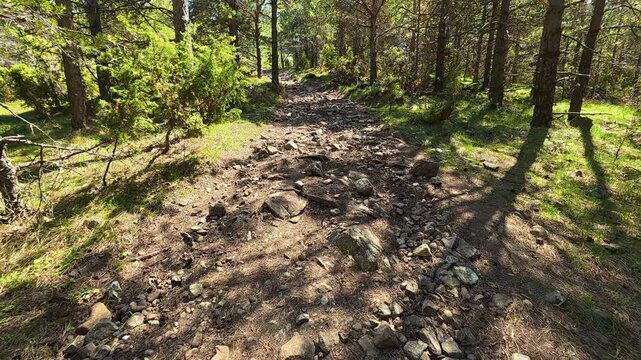 Dappled sunlight filters through pine trees. Mount Goc, Ljukten peak. Balkans, Serbia