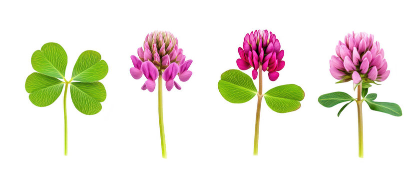 Set of three deep red fuchsia flowers hanging isolated on png transparent background