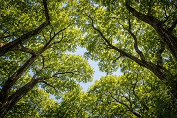Fototapeta premium Sweeping outlook on dense tree boughs under a crisp blue background
