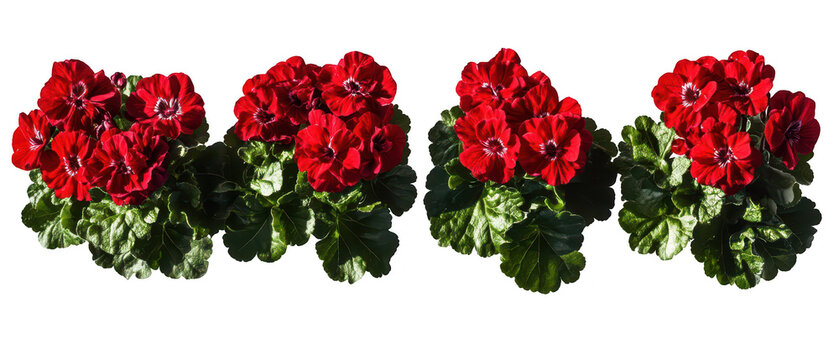 Set of four vibrant red geranium flower clusters with green leaves isolated on png transparent background