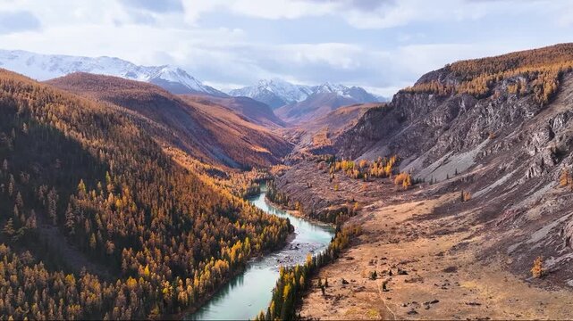 Cinematic drone flight over turquoise river in autumn mountain valley with snowy peaks and golden forest, aerial landscape in Altai Mountains Siberia Russia