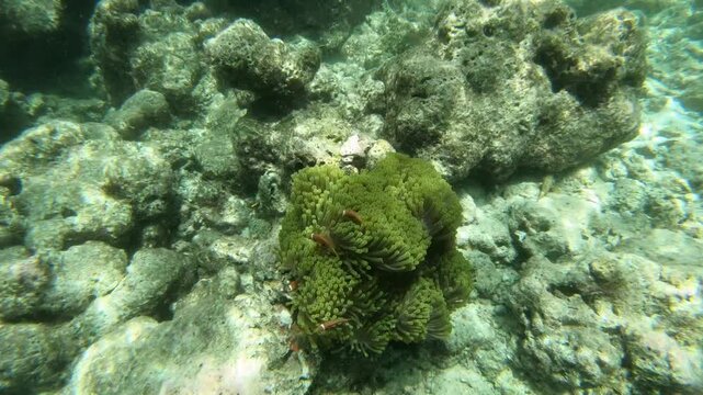 Tomato clownfish and Maldive anemonefish, an anemonefishes found in the northern Indian Ocean, Maldives, they sway due to a strong wave motion.