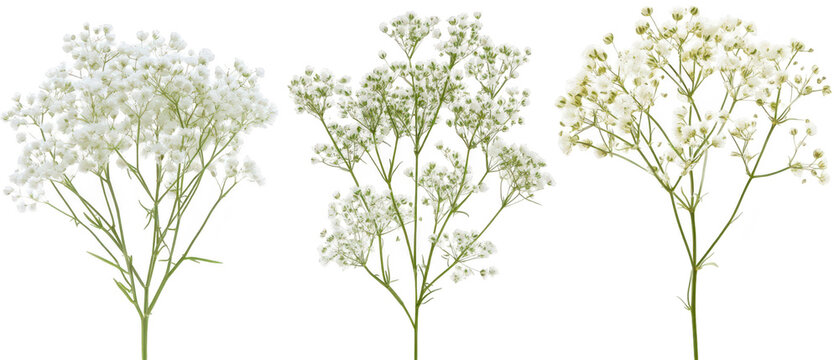 Set of three delicate white babys breath flower stems isolated on png transparent background