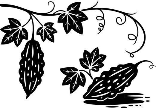 Black silhouette of bitter melon vine with leaves and fruit white background gourd