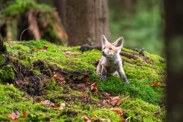 Fototapeta premium Cute young fox cub (vulpes vulpes) exploring bright green mossy ground in a beautiful deep forest with trees in the background.