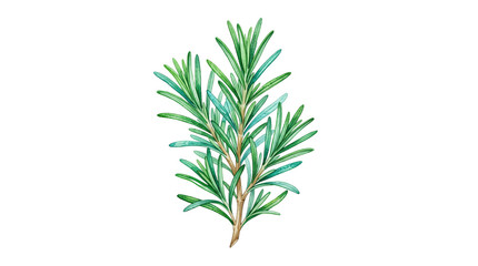 Fototapeta premium Rosemary Sprig with Green Needles, Watercolor Illustration, Isolated on Transparent Background
