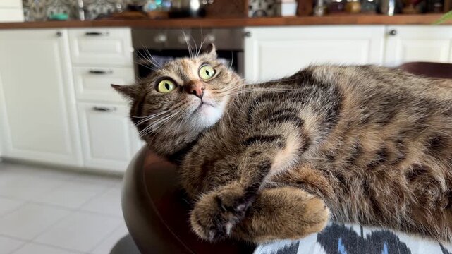 Cute striped cat lying upside down on wooden kitchen table in bunny pose and asking for affection. Playful fluffy domestic pet relaxing in bohemian boho interior house. Cozy home lifestyle concept.