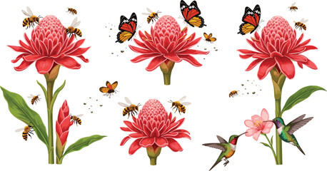 Torch ginger flower wildlife vector set with hummingbirds butterflies and honey bees isolated on white background © MdNipon