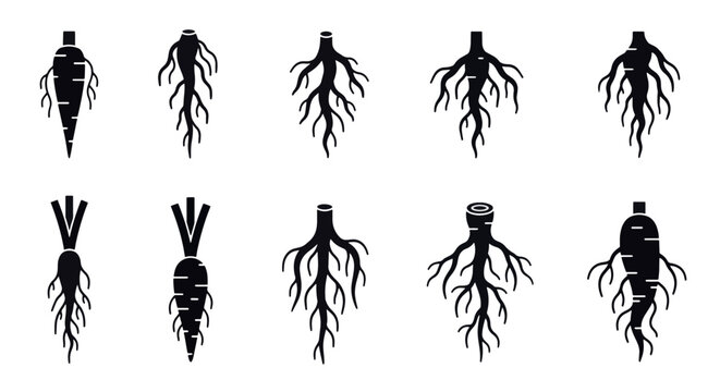 Set of flat black root icons featuring various underground plant systems, tree root structures, and organic growth patterns in a minimalist vector style for botany and design.