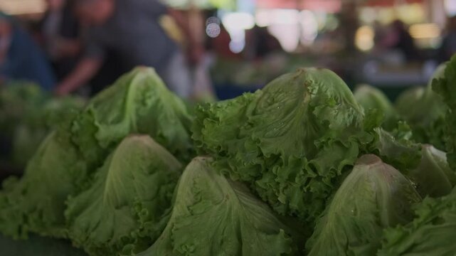 Crisp lettuce heads on market table, layered green leaves and cool texture, shoppers selecting produce in background, hands weighing bundles, soft ambient