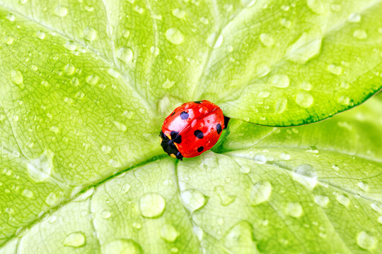 Ladybug on Green Leaf Closeup.Asian lady beetle (Harmonia axyridis).Closeup of ladybug with dew and soft background- Vibrant Nature Macro Photography.