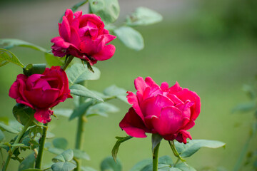 Obraz premium Rosa hybrida deep crimson magenta garden roses blooming in multiple opening stages with green leaves.