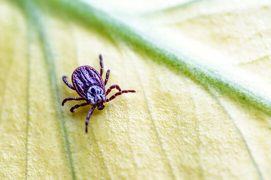 Tick, Ixodida, on the leaf.Adult female tick - Ixodes ricinus.Carrier of infectious diseases as encephalitis or Lyme borreliosis.